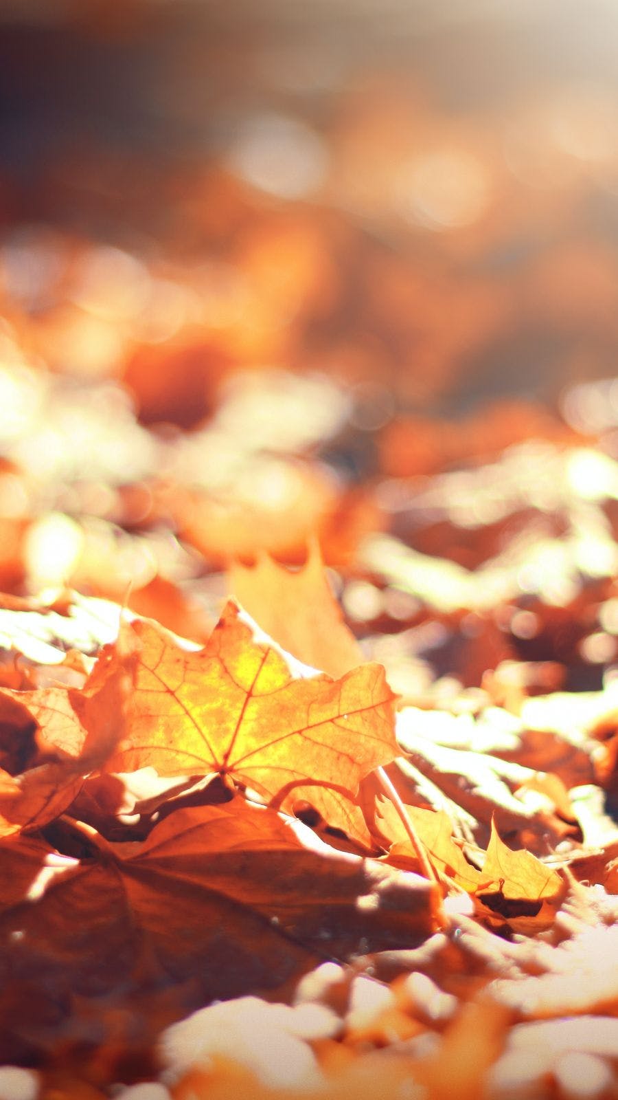 Cover image for Autumn Leaves Lotion